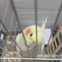 عروس هلندی