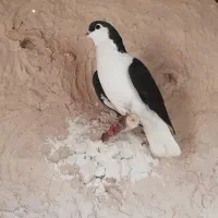 مرغ وکفتر|حیوانات مزرعه|لنجان, |دیوار