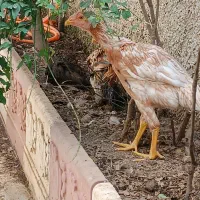 جوجه خروس جوجه مرغ لاری