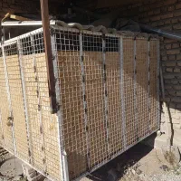 قفس مرغ کبوتر سگ