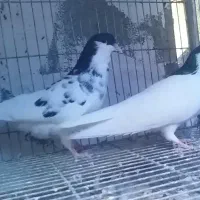 جفت یال شهری میمند