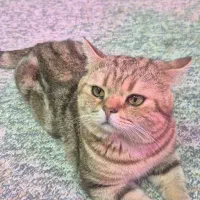 بریتیش|گربه|اهواز, کوی علوی|دیوار