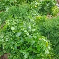 دستگاه سبزی خوردکن