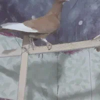 کبوتر ‌مینا‌زرد‌نر
