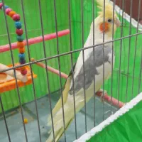 عروس هلندی معاوضه با قناری|پرنده|خوی, |دیوار