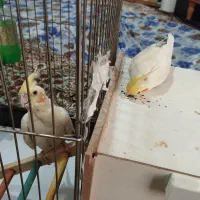 عروس هلندی نروماده