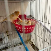 قناری جفتی با جوجه طوسی ابلغ