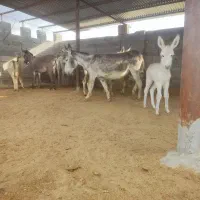 شیر الاغ|حیوانات مزرعه|مرودشت, رودبال|دیوار
