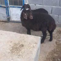 بره نر و ماده میش