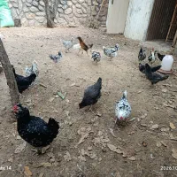 فروش مرغ وخروس