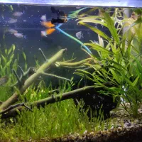 ماهی های اکواریومی