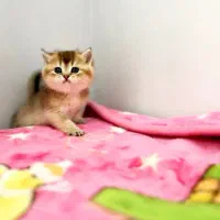 گربه مجموعه دکتر پت