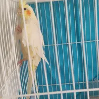 عروس هلندی نر|پرنده|مشهد, عسگریه|دیوار