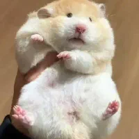 معاوضه همستر