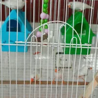 یک جفت فنچ مولد و ۳ جوجه|پرنده|اندیشه, اندیشه فاز ۱|دیوار