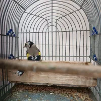 سهره|پرنده|سی‌سخت, |دیوار