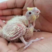 جوجه عروس لتینو چشم شرابی
