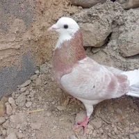 کفتر های پرشی|پرنده|شیروان (خراسان), |دیوار