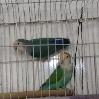 فروش یک جفت عروس هلندی ویک جفت طوطی برزیلی