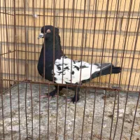 نر سینه ای،ماده دم سفید|پرنده|رفسنجان, |دیوار