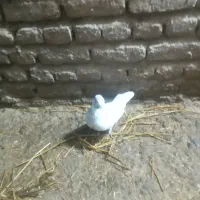 کبوتر صید شده|پرنده|ثمرین, |دیوار