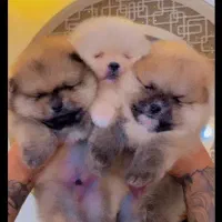 توله 65روزه پامرانین اصل عکس گویایه همه چی هست|سگ|مشهد, وکیلآباد|دیوار