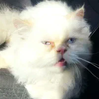 گربه|گربه|ماکو, |دیوار