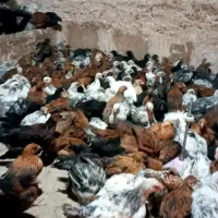 جوجه نیمچه گلپایگانی مناسب خانه دارهای عزیز