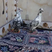 گلی بزک هر دو نر|پرنده|شیراز, شیخ علی چوپان|دیوار