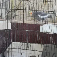 عروس هلندی مولد|پرنده|سیرجان, |دیوار