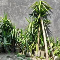 گیاه یوکا|گل و گیاه طبیعی|لاهیجان, خالو باغ|دیوار