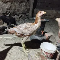 جوجه لاری|حیوانات مزرعه|سروآباد, |دیوار