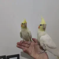 عروس هلندی و مرغ عشق سالم و سرحال