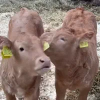 فروش گوساله شیرخوار و قطع شیر سمینتال بالا۵راس|حیوانات مزرعه|شاهینشهر, حافظ جنوبی|دیوار