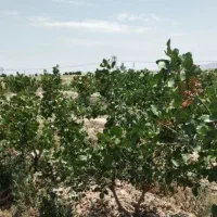 زمین-باغ-پسته-پیشوا-جلیل-اباد