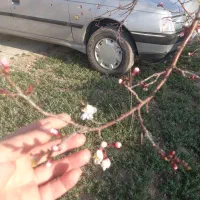 پژو ۴۰۵ مدل ۸۷