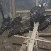 بوقلمون برنز سرحال|حیوانات مزرعه|رباط‌کریم, رباط‌کریم|دیوار