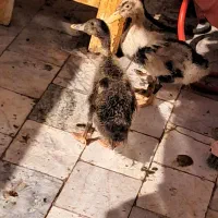 فروش فوری یه جفت جوجه اردک بازیگوش