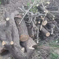 کنده و چوب|خدمات باغبانی و درختکاری|زرند, |دیوار