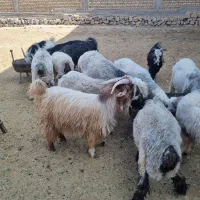 بره و بزغاله نر چاق چاق|حیوانات مزرعه|شهرکرد, |دیوار