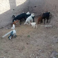 با سلام فروش گوسفند