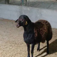 بره نر افشار