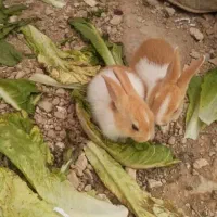 انواع خرگوش بزرگ و کوچیک از همه رنگ|موش و خرگوش|ایذه, |دیوار