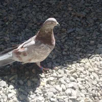 4عدد کبوتر سالم|پرنده|سراوان, |دیوار