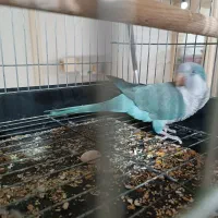 راهب ابی کاملا دستی|پرنده|قدس, شهرقدس|دیوار