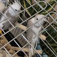 وایت فیس طوسی باهوش|پرنده|زنجان, |دیوار