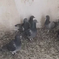 ۱۰عدد پلاکی مسافتی