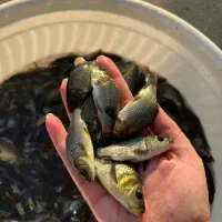 بچه ماهی کپور و خوراک