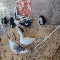 خریدوفروش مرغ وخروس وغاز واردک
