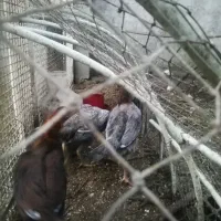 جوجه مرغ لاری|حیوانات مزرعه|لاهیجان, پردسر|دیوار